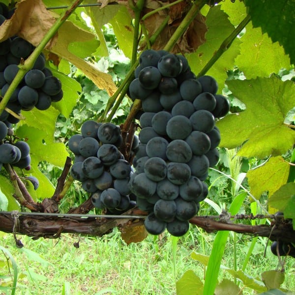 CAMPBELL-EARLY Korai nagybogyójú „Izabella” (Izotella) - Image 1