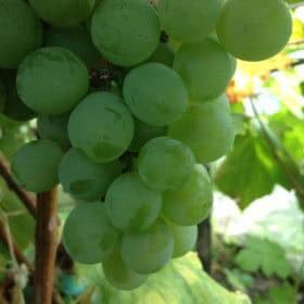 Fehér Izabella (Olga)