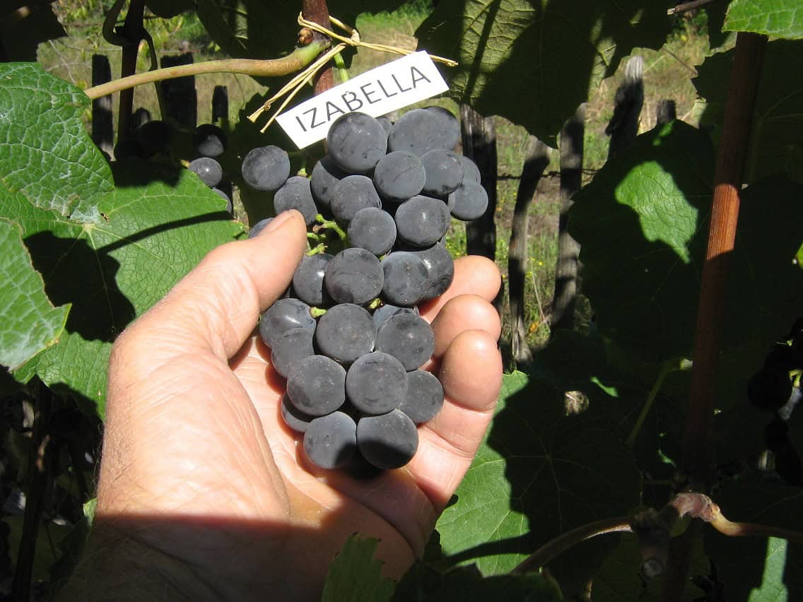 IZABELLA Izabella - Image 1