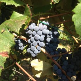 Kormin (Concord, Konkordia)