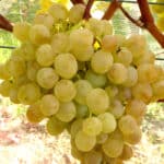 csemegeszolo poloskei