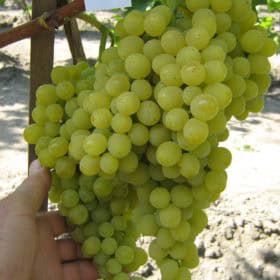 Palatina (Augusztusi muskotály)