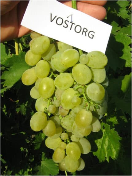 Vostorg szőlőoltvány