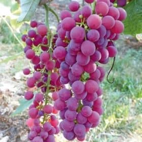 Vanessa szőlőoltvány