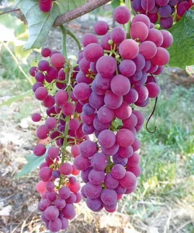 Vanessa szőlőoltvány