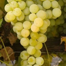 Marquis szőlőoltvány