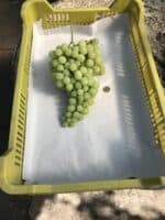 Július királya szőlőoltvány