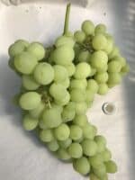 Július királya szőlő oltvány