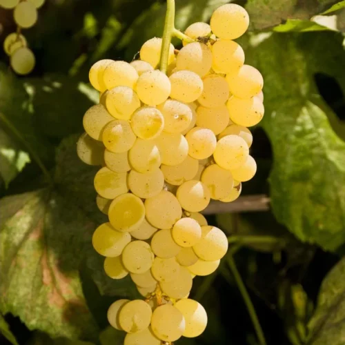 himrod_feher_borszolo